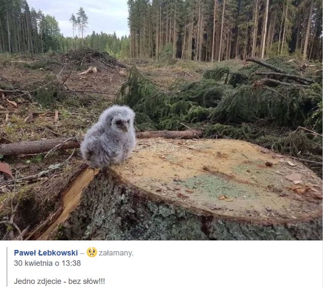 Twittera obiegło zdjęcie pisklęcia sowy wśród wyciętych drzew, wykonane rzekomo na Mierzei Wiślanej. W rzeczywistości nie powstało w Polsce