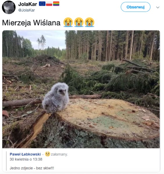 Twittera obiegło zdjęcie pisklęcia sowy wśród wyciętych drzew, wykonane rzekomo na Mierzei Wiślanej. W rzeczywistości nie powstało w Polsce