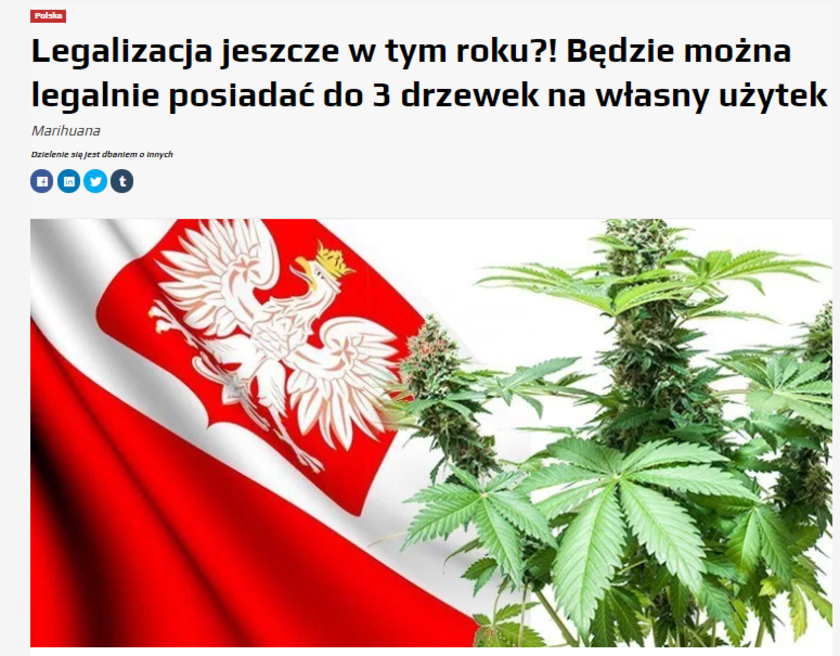 Marihuana zostanie zalegalizowana przez brak pieniędzy na program 500 plus? To fake, który wraca od miesięcy