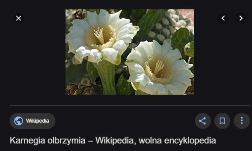 Beata Mazurek kwiat