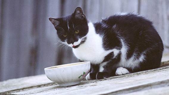 Czy każdy kot powinien pić mleko? Prawda jest inna, niż się powszechnie sądzi