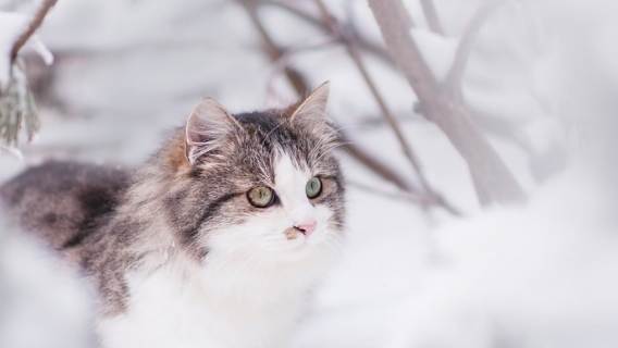 Jak dokarmiać koty zimą