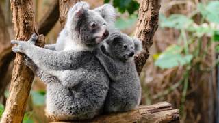 Koala Australia