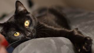Kot czarny pech